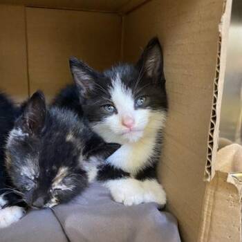 Lurve -  Domestic Short Hair Cat for Adoption in Richmond, Virginia - Lurve | PetCurious
