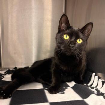 Licorice -  Domestic Short Hair Cat for Adoption in Englewood, Florida - Licorice | PetCurious
