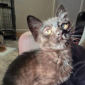 Nori -  Domestic Short Hair Cat for Adoption in Belfair, Washington - Nori | PetCurious