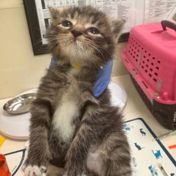 Domestic Short Hair Cats Available for Adoption in Lynchburg, Virginia - Brown Sugar | PetCurious