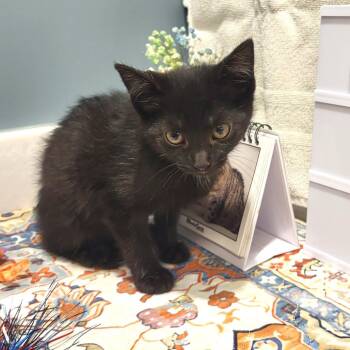 Tiffany -  Domestic Short Hair Cat for Adoption in Fort Wayne, Indiana - Tiffany | PetCurious