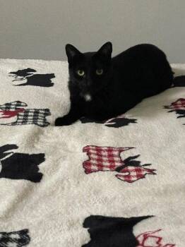 Edgar -  Domestic Short Hair Cat for Adoption in St. Cloud, Florida - Edgar | PetCurious