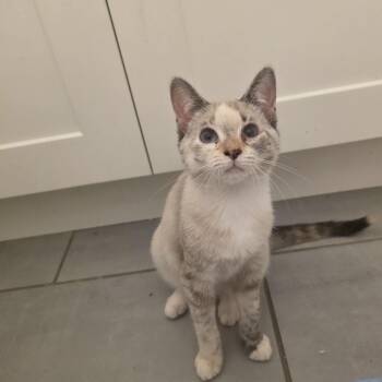Andarna -  Snowshoe and Domestic Short Hair Cat for Adoption in Mastic, New York - Andarna | PetCurious