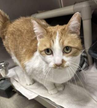 Rescue Domestic Short Hair Cats for Adoption in Annapolis, Maryland - Max | PetCurious