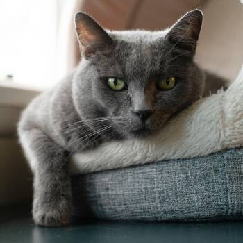 Rescue Domestic Short Hair Cats for Adoption in Los Angeles, California - Backpack | PetCurious