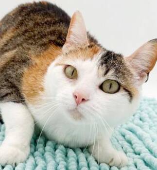 Calico and Torbie Cats Available for Adoption in Bedford Hills, New York - Mulchy Is Well... A Mush!   Silly Name For A Cuddlebug Angel!  T | PetCurious