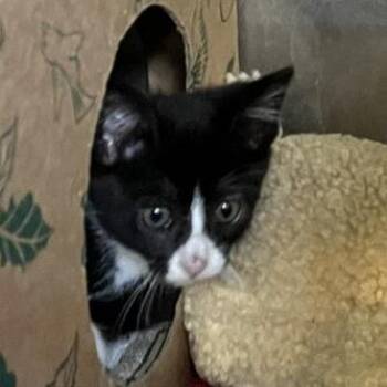 Hijinks -  Domestic Short Hair Cat for Adoption in Baltimore, Maryland - Hijinks | PetCurious