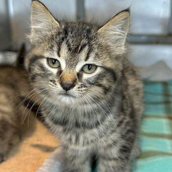 Radiance -  Domestic Medium Hair Cat for Adoption in Matteson, Illinois - Radiance | PetCurious