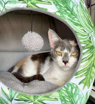 Rescue Dilute Calico Cats for Adoption in Columbia, South Carolina - Cathy | PetCurious
