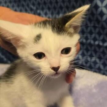 Rescue Domestic Short Hair Cats for Adoption in Jacksonville, Oregon - Betty Rizzo | PetCurious