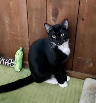 Barry -  Domestic Short Hair Cat for Adoption in Timonium, Maryland - Barry | PetCurious