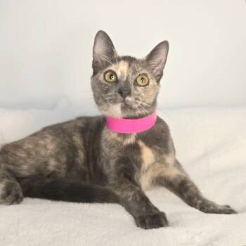 Rescue Domestic Short Hair Cats for Adoption in San Antonio, Texas - Callie | PetCurious