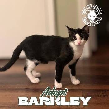 Domestic Medium Hair Cats Available for Adoption - Barkley | PetCurious