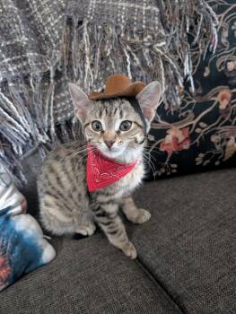 Chief -  Domestic Short Hair Cat for Adoption in Cambridge, Ontario - Chief | PetCurious