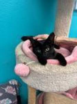 Rescue Domestic Short Hair Cats for Adoption in Chico, California - CalRose | PetCurious