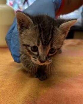 Helga -  Domestic Short Hair Cat for Adoption in Kansas City, Missouri - Helga | PetCurious
