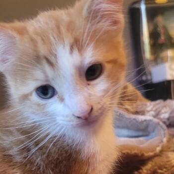 Red -  Domestic Long Hair Cat for Adoption in Buffalo, Minnesota - Red | PetCurious