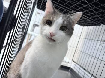 Domestic Short Hair Cats Available for Adoption - Brandeis | PetCurious