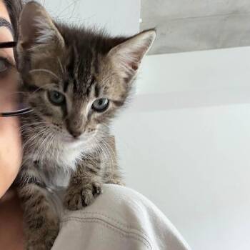 Domestic Short Hair Cats Available for Adoption in Austin, Texas - Jasmine Rice Noodle 6 | PetCurious