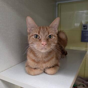 Domestic Short Hair Cats Available for Adoption - Momma Mia | PetCurious