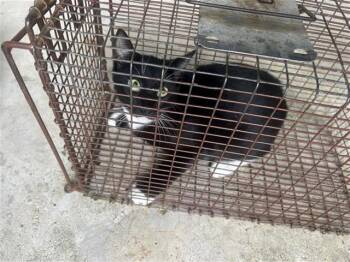 Rescue Domestic Short Hair Cats for Adoption in Houston, Texas - A644914 | PetCurious