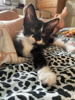 Jessie -  Domestic Short Hair Cat for Adoption - Jessie | PetCurious
