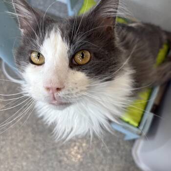 Rescue Domestic Long Hair Cats for Adoption in Warwick, New York - GW | PetCurious