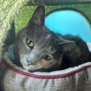 Domestic Short Hair Cats Available for Adoption - Angel Baby | PetCurious