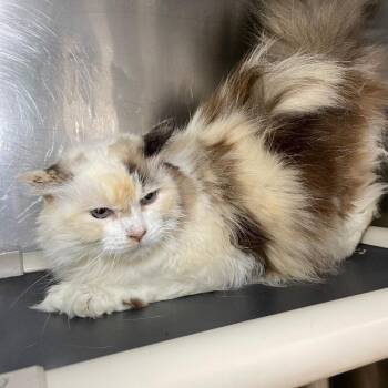 Precious (Cat 18) -  Domestic Long Hair Cat for Adoption in Roanoke, Virginia - Precious (Cat 18) | PetCurious