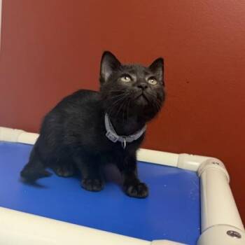 Sonny -  Domestic Short Hair Cat for Adoption in Janesville, Wisconsin - Sonny | PetCurious