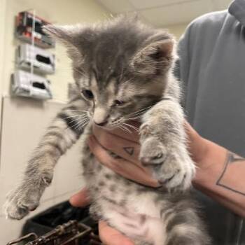 Thousand Island -  Domestic Short Hair Cat for Adoption in Chicago, Illinois - Thousand Island | PetCurious