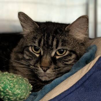 Domestic Long Hair Cats Available for Adoption in Lakewood, Colorado - Frankie Momma | PetCurious