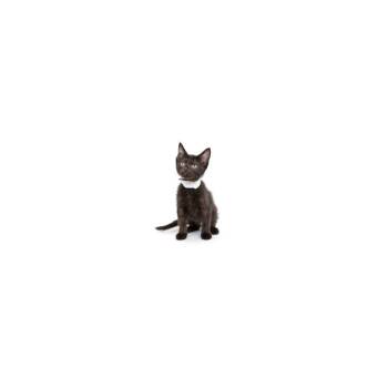 Domestic Short Hair Cats Available for Adoption in Los Angeles, California - Lindt | PetCurious