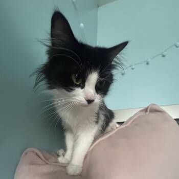 Philly -  Domestic Medium Hair Cat for Adoption in Chicago, Illinois - Philly | PetCurious