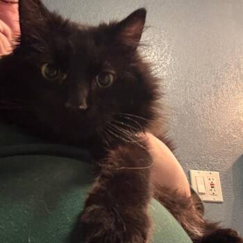 Domestic Long Hair Cats Available for Adoption - Apollo | PetCurious