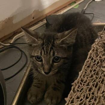 Berlin -  Domestic Short Hair Cat for Adoption in Durham, North Carolina - Berlin | PetCurious