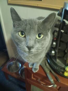 Trebalo -  Domestic Short Hair Cat for Adoption in Wheaton, Illinois - Trebalo | PetCurious
