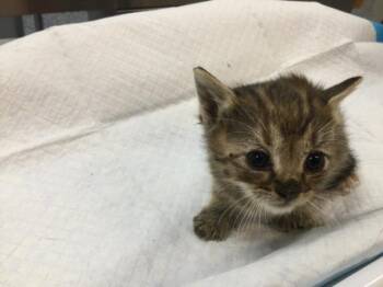 Domestic Short Hair Cats Available for Adoption in Thousand Palms, California - SNIPPET | PetCurious