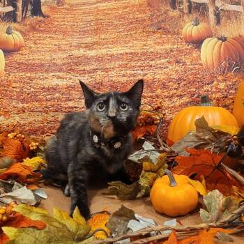 Rescue American Shorthair Cats for Adoption in Tipton, Indiana - Liberty | PetCurious