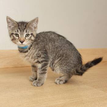 Cicada C69204 -  Domestic Short Hair Cat for Adoption in Minnetonka, Minnesota - Cicada C69204 | PetCurious