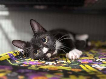 Opie -  Domestic Short Hair Cat for Adoption in Mount Laurel Township, New Jersey - Opie | PetCurious