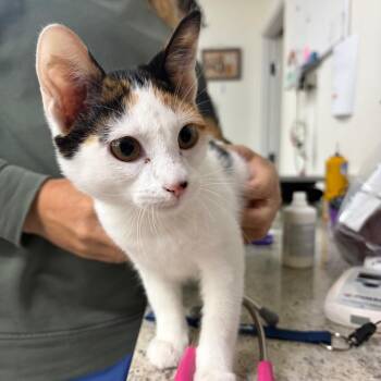 Tabitha -  Domestic Short Hair Cat for Adoption in Spokane, Washington - Tabitha | PetCurious