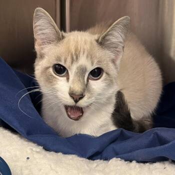 Blue Jay -  Domestic Short Hair Cat for Adoption in Madisonville, Tennessee - Blue Jay | PetCurious