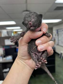 Domestic Short Hair Cats Available for Adoption in Fruit Heights, Utah - Big Top | PetCurious