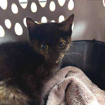 Domestic Short Hair Cats Available for Adoption in Tupelo, Mississippi - Ceila - 050605U | PetCurious