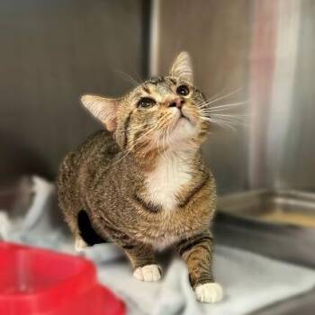 Domestic Short Hair Cats Available for Adoption in Davenport, Iowa - Uncle Waldo | PetCurious