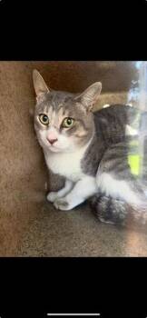 MODOC 2 -  Domestic Short Hair Cat for Adoption in Rancho Cucamonga, California - MODOC 2 | PetCurious