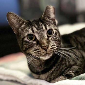 Tye -  Domestic Short Hair Cat for Adoption in Atlanta, Georgia - Tye | PetCurious