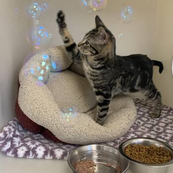 Rescue Domestic Short Hair Cats for Adoption in Buena Vista, Colorado - Charlie | PetCurious