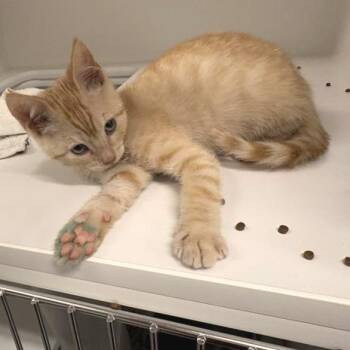 Bravecto -  Domestic Short Hair Cat for Adoption in Phoenix, Arizona - Bravecto | PetCurious